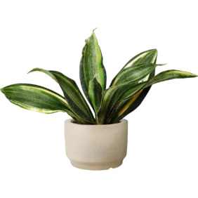 snake-plant